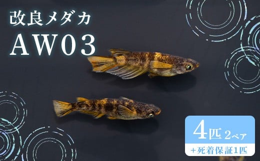 680 _J AW03 2yA(4C) ǃ_Jygn^߂z錧钬23500ߗށEiEH|ȋ iEH|i
