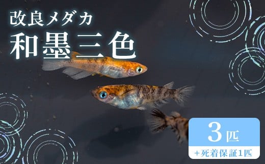 682 メダカ 和墨三色 トリオ(3匹) 改良メダカ【トリハタめだか】茨城県茨城町17000衣類・装飾品・工芸品その他 装飾品・工芸品
