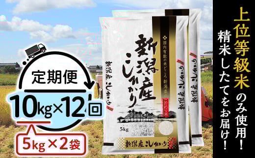 31-K10Z【12ヶ月連続お届け】新潟県産コシヒカリ10kg(5kg×2袋)新潟県胎内市382000米・パン白米