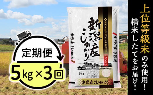 31-K53【3ヶ月連続お届け】新潟県産コシヒカリ5kg新潟県胎内市48000米・パン白米