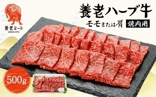 養老ハーブ牛 モモまたは肩 焼肉用 500g【1273630】岐阜県養老町10000肉牛肉