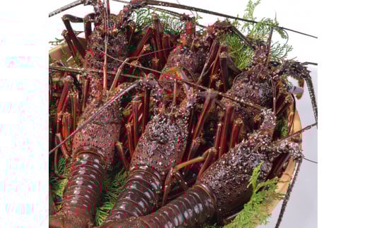 ߗⓀɐCV(hgp) 2.4kg[3`6]Gr CV  Ε hg VR j CN  BBQ o[xL[ ݂`yFF16zOdIk103000ECYGr