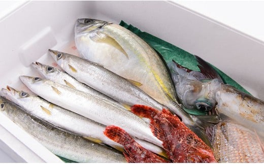 厳選!朝獲れセット【C39】三重県紀北町33000魚介・海産物鮮魚