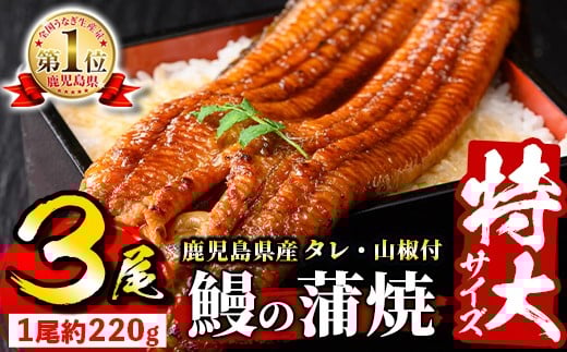 s730 \特大サイズ/ 鹿児島県産 鰻蒲焼真空セット!(計約660g・約220g×3尾) タレ・山椒付! 鹿児島 九州産 国産 うなぎ ウナギ 鰻 土用の丑の日 蒲焼き うな重 ひつまぶし 冷凍 【薩摩川内鰻】