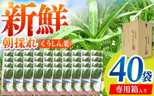 VN̂  eʃpbN 40 / TRs / O[nEXgc [AMCD002]OdTRs23000؁Ê̑ 