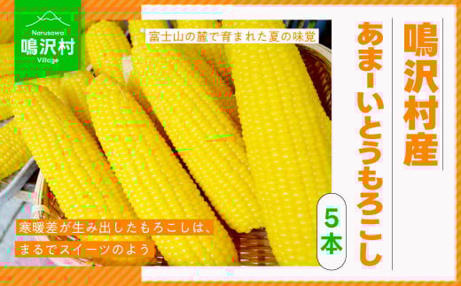 <2026年発送先行予約>鳴沢村産あまーいとうもろこし5本 【お盆明け2026年8月15日以降に発送】 NSJ017-b山梨県鳴沢村7000野菜・きのことうもろこし