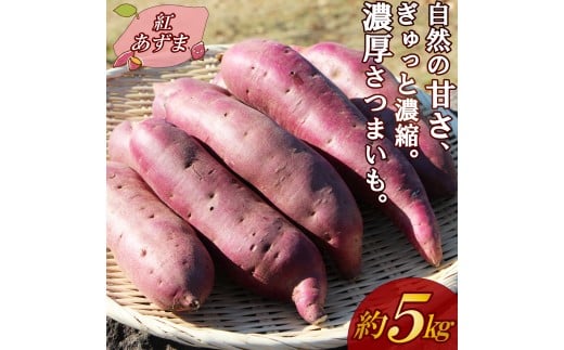 【予約受付中】三島甘藷 約 5kg 紅あずま 山北印 さつまいも さつま芋 産地直送 野菜 冬野菜 焼き芋 芋 やきいも ヤキイモ 人気 おやつ 上品な甘み 香り デザート秋 旬 生芋 蜜芋 静岡県 三島