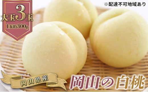  2026N s\ R  3ʁiӐji1ʖ300gj   RY Y t[c ʕ Mtg  [5735-0772]R˓s19000ʕEt[cE