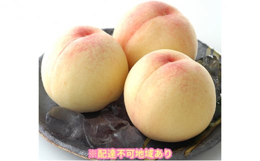  2026N s\  8 v2.0kg   RY Y t[c ʕ Mtg [5735-0880]R˓s38000ʕEt[cE