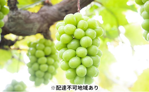 Ԃǂ 2025N s\ _  !  嗱 [ VC }XJbg 2[ i1[ 700gȏj uhE   RY Y t[c ʕ Mtg [5735-0914]R˓s36000ʕEt[
