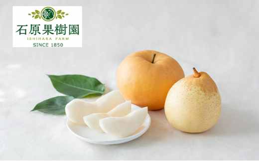 梨 2025年 先行予約 あたご梨・鴨梨(ヤーリー)詰合せ 合計約3kg あたご2〜3玉 鴨梨3〜4玉 贈答箱【11月下旬〜12月中旬頃発送】 ナシ なし 岡山県産 国産 フルーツ 果物 ギフト 石原果樹園 [5