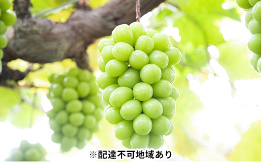 Ԃǂ 2025N s\ _  !  嗱 [ VC }XJbg 1[ 800gȏ uhE   RY Y t[c ʕ Mtg [5735-0964]R˓s24000ʕEt[c}XJ