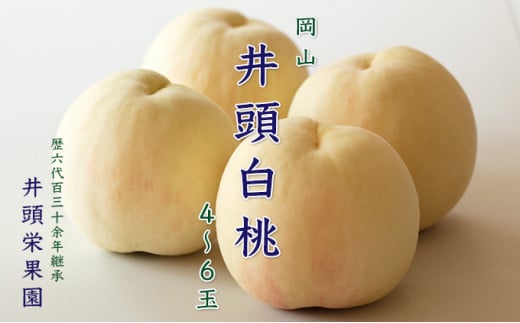  2026N s\ 䓪  4`6ʓ 1.5kgKi   RY Y t[c ʕ Mtg 䓪hʉ  [5735-1143]R˓s18000ʕEt[cE