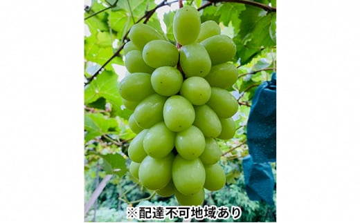 ぶどう 2026年 先行予約 シャイン マスカット 1房 700g以上 ブドウ 葡萄  岡山県産 国産 フルーツ 果物 ギフト 河本農園 デザート 種なし 皮ごと ジューシー 上品な甘み 高貴な香り 岡山のぶど
