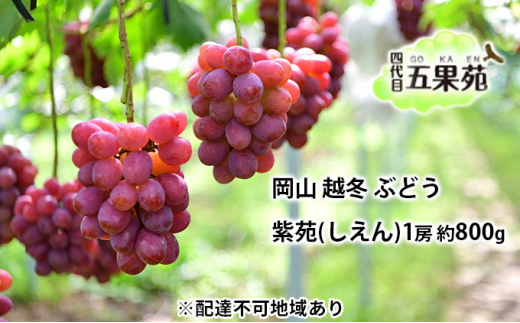 z~ Ԃǂ  ij1[ 800g  RY l ܉ʉ [5735-1497]R˓s24000ʕEt[c}XJbgEԂǂ