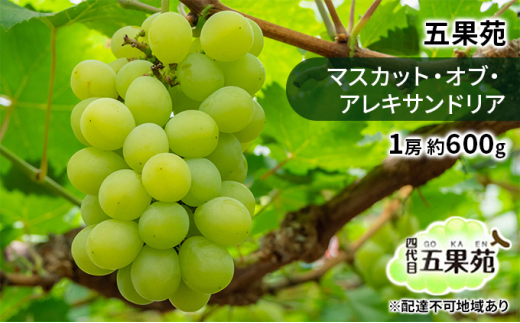 Ԃǂ 2025N s\ }XJbgEIuEALThA 1[ 600g Ԃǂ t[c ʕ 蕨 Mtg R ܉ʉ [5735-1868]R˓s14000ʕEt[c}XJbgEԂǂ