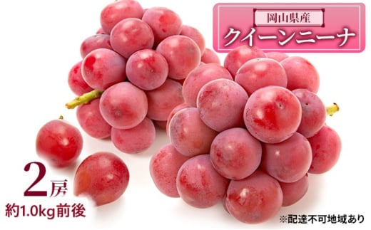 Ԃǂ 2026N s\ NC[j[i 2[ 1.0kgO uhE   RY Y t[c ʕ Mtg [5735-1891]R˓s32000ʕEt[c}XJbgEԂǂ