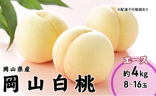  2026N s\ R  G[X 8`16 4.0kg RY JA܂̂  RY Y t[c ʕ Mtg  [5735-1988]R˓s38000ʕEt[cE