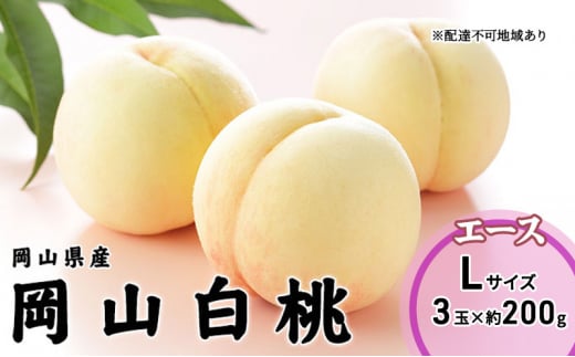  2026N s\ R  G[X 3×200giLTCYj RY JA܂̂  RY Y t[c ʕ Mtg  [5735-1990]R˓s14000ʕEt[cE