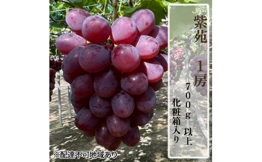 Ԃǂ 2025N s\ 1[i700ȏjϔ uhE  RY Y t[c ʕ Mtg[5735-2009]R˓s19000ʕEt[c}XJbgEԂǂ