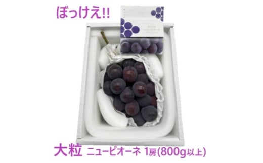 Ԃǂ 2026N s\ ڂ 嗱 j[sI[l 1[(800gȏ) ϔ uhE  RY Y t[c ʕ Mtg[5735-3269]R˓s15000ʕEt[c}XJbgE