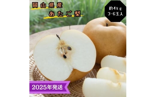 y2025Nstz    Gi 4kg(3`6) RY {傫ȗ Ȃ iV Ε Mtg  v[g  j 䋟 ʕ  t[c [5735-3346]R˓s28000