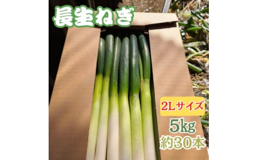 <千葉県長柄町産>『長生ねぎ』2Lサイズ 5kg(約30本)【1580614】千葉県長柄町10000野菜・きのこ玉ねぎ・ねぎ