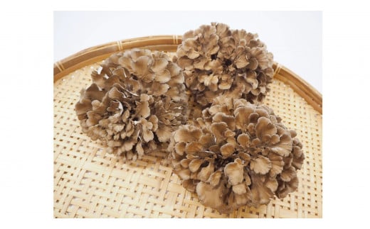 327K.まいたけ三昧・満足セット鳥取県湯梨浜町16000野菜・きのこきのこ