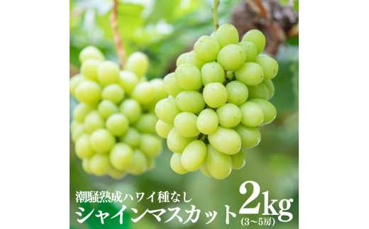 29K.nnCȂVC}XJbg3`5[挧l22000ʕEt[c}XJbgEԂǂ