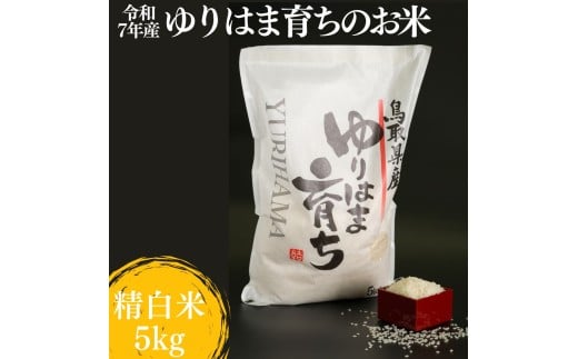 318K.ゆりはま育ちのお米◇精白米5kg◇令和7年産鳥取県湯梨浜町12000米・パン白米
