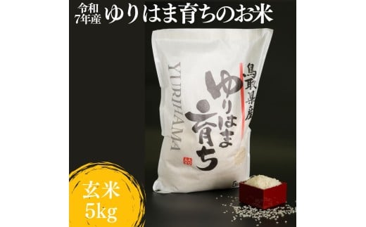 371K.ゆりはま育ちのお米◇玄米5kg◇令和7年産鳥取県湯梨浜町12000米・パン白米