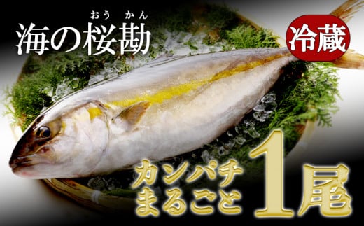 C3-0102/垂水カンパチ『海の桜勘』 まるごと1尾(内臓処理なし)鹿児島県垂水市30000魚介・海産物貝類