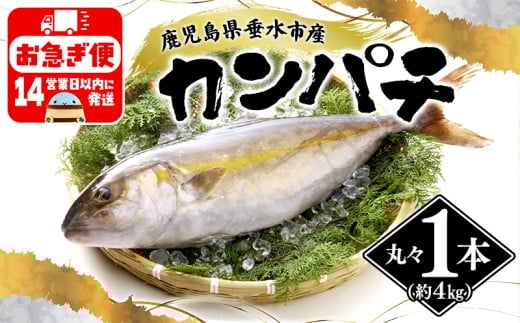 D4-2602/丸ごと 極上カンパチ (4kg保証) 1尾鹿児島県垂水市49000魚介・海産物その他 魚介・海産物
