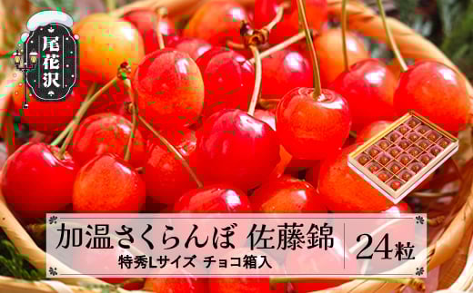 s\    GLTCY 24 150g 5{~5{  v[g Mtg `R ߘa8NY 2026NY nEX nEX͔| R`Y ns-sntlc24R`ԑs14000ʕ