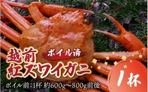 【先行予約】【数量限定】福井県産 越前紅ズワイガニ × 1杯 | ゆで蟹 紅ズワイガニ カニ ズワイガニ 紅ずわいがに かに 紅ズワイガニ カニ ズワイガニ 紅ずわいがに かに 紅ズワイガニ カ