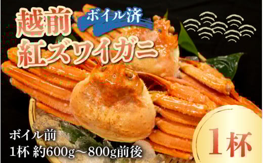 【先行予約】【数量・期間限定】福井県産 越前 紅ズワイガニ ×1杯【急速冷凍】(プロトン凍結)【10月中旬以降順次発送】 | 紅ずわいがに ずわいがに ズワイガニ かに 蟹 カニ  かにみそ