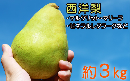 雫石町産 西洋梨 約 3kg / なし ナシ 梨 洋梨 洋ナシ 洋なし くだもの フルーツ 旬 【谷地農園】岩手県雫石町13000果物・フルーツりんご・梨