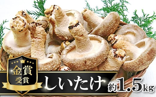ۏ@yő 1.5kg 15~20   R ̂ LmR ۏ   Xe[L I[uĂ ①z11000؁Ê̂