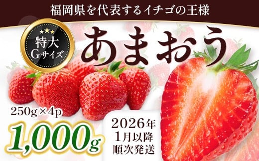 福岡県産 あまおう 1000g 先行予約 2026年1月以降より順次発送 BA006-3福岡県粕屋町14000果物・フルーツいちご