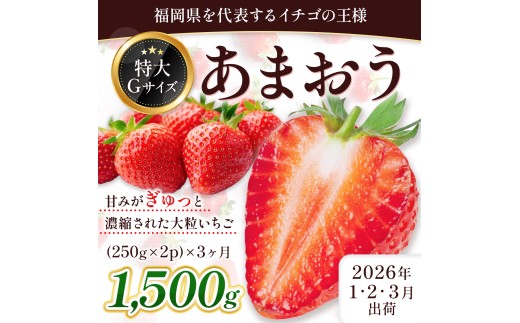 定期便全3回 福岡県産 あまおう 合計1500g 先行予約 2026年1月より順次発送 BA024-3福岡県粕屋町24000果物・フルーツいちご