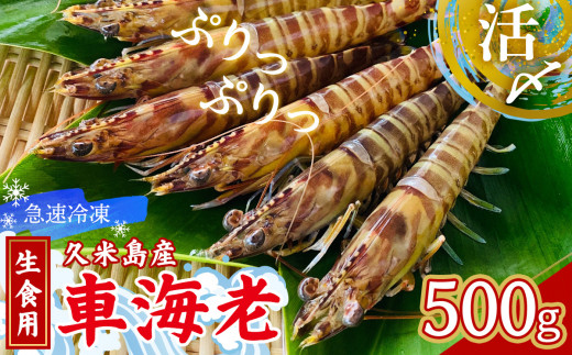 【久米島漁協】活〆冷凍車海老 生食用500g 海の幸 海鮮 車えび クルマエビ 車海老 高級食材 生食 刺身 鮮度抜群 プリプリ 甘み 旨味 塩焼き 天ぷら 素揚げ フライ パスタ ピザ BBQ シーフード