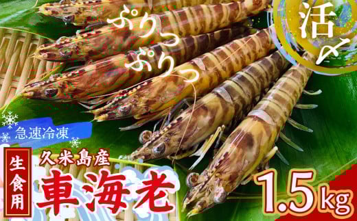 【久米島漁協】活〆冷凍車海老 生食用1.5kg 海の幸 海鮮 車えび クルマエビ 車海老 高級食材 生食 刺身 鮮度抜群 プリプリ 甘み 旨味 塩焼き 天ぷら 素揚げ フライ パスタ ピザ BBQ シーフー