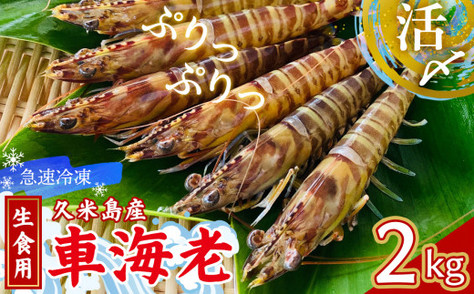 【久米島漁協】活〆冷凍車海老 生食用2kg 海の幸 海鮮 車えび クルマエビ 車海老 高級食材 生食 刺身 鮮度抜群 プリプリ 甘み 旨味 塩焼き 天ぷら 素揚げ フライ パスタ ピザ BBQ シーフード