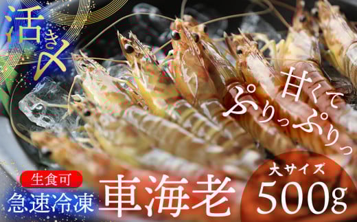2025年11月より発送!【久米総合開発】活き〆急速冷凍 久米島ブランド車海老 大サイズ 500g 海の幸 海鮮 車えび クルマエビ くるまえび 高級 食材 生食 刺身 鮮度抜群 プリプリ 甘み 旨味 ギフ