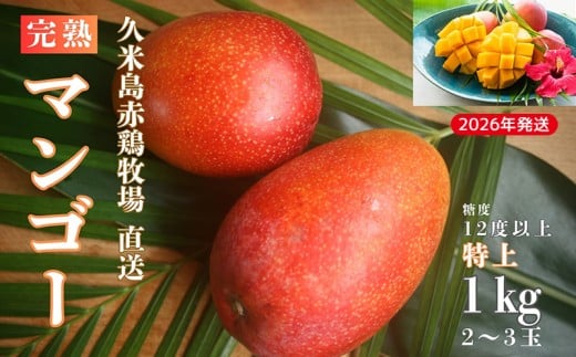 【2026年発送】久米島赤鶏牧場 直送!糖度12度以上「特上」完熟マンゴー 約1kg(2〜3玉) マンゴー 完熟 アップルマンゴー アーウィン 甘い 濃厚 循環型農業 減農薬栽培 牧場 養鶏 和牛 久米
