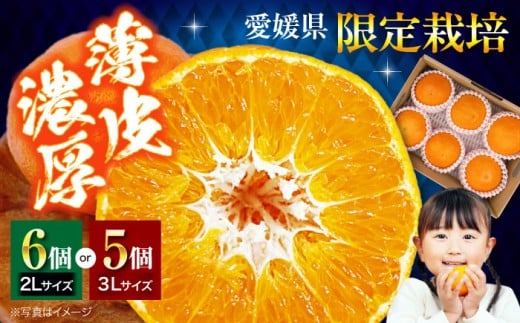 【先行予約】【2026年2月上旬から順次発送】愛媛オリジナル柑橘!「甘平」5から6個 愛媛県大洲市/株式会社フジ・アグリフーズ【AGBA005】 先行予約 みかん ミカン 蜜柑 かんぺい 甘平 果物 く