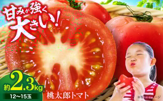 ys\zy4{珇z g}g Y 1215 2.3kg QFs/_ Ƃ܂ ʃg}g  Rs lC [AGCX003] ؈QFs10000؁Êg}g
