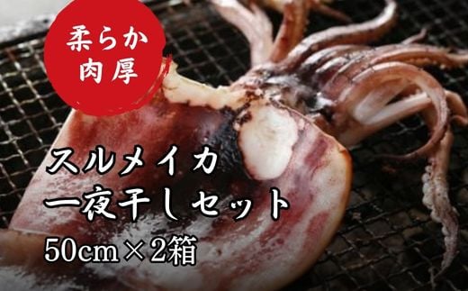 柔らか肉厚のスルメイカ一夜干し 約50cm×3枚セット スルメイカ 一夜干し イカ 大きい 肉厚 烏賊 セット ゲソ 海鮮 干物 冷凍 魚介 おかず おつまみ スルメイカ一夜干し するめいか一夜干し