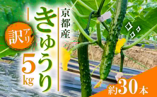 󂠂 イ 5kg 킯 s{  T_ ܂  Е {[ t@~[  LEs{8000؁Ê̑ 