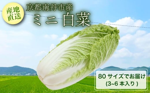 【先行受付】【産地直送】 ミニ白菜 80サイズ 3~6本入り 【12月中旬以降順次発送】 ( 野菜 ミニ 白菜 はくさい お野菜 やさい 季節 旬 旬野菜 旬の野菜 季節の野菜 新鮮野菜 サラダ 鍋 鍋の具